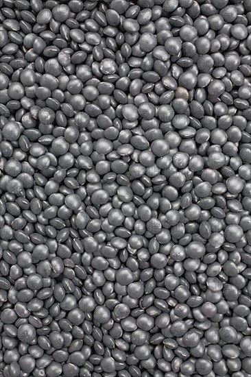 Black beluga lentils,