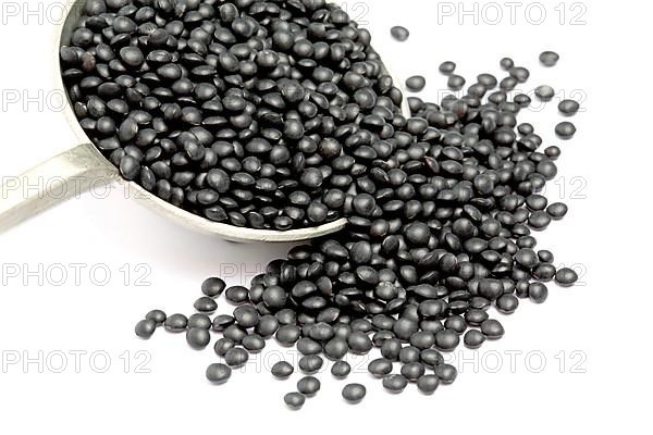 Black beluga lentils,