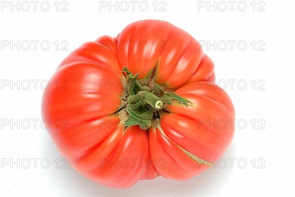 Ripe tomato of the Cuore di bue variety, oxheart tomato