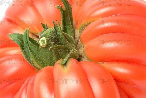 Ripe tomato of the Cuore di bue variety, oxheart tomato