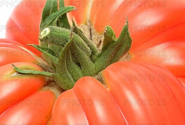 Ripe tomato of the Cuore di bue variety, oxheart tomato