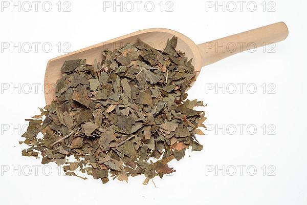 Dried ginkgo,