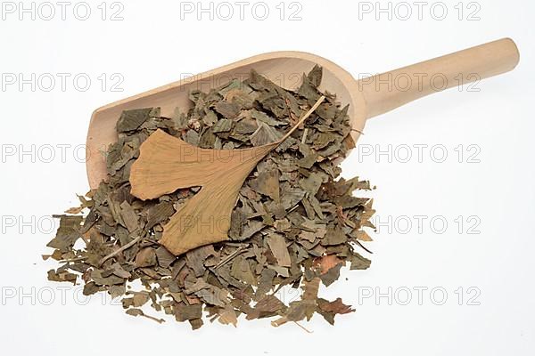 Dried ginkgo,