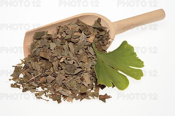 Dried ginkgo,