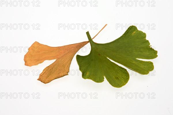 Ginkgo,