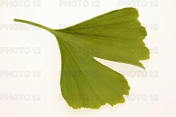 Ginkgo,