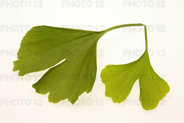 Ginkgo,