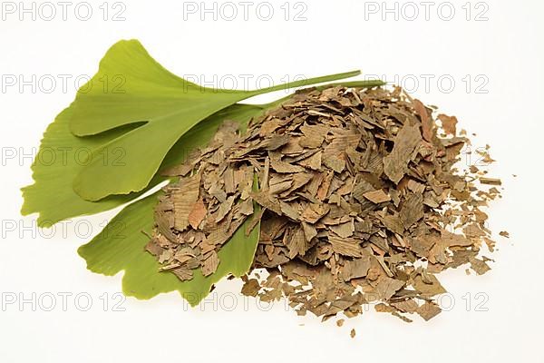 Dried ginkgo,