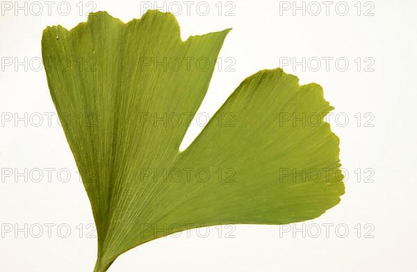 Ginkgo,