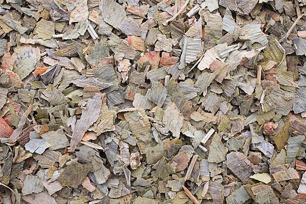 Dried ginkgo,