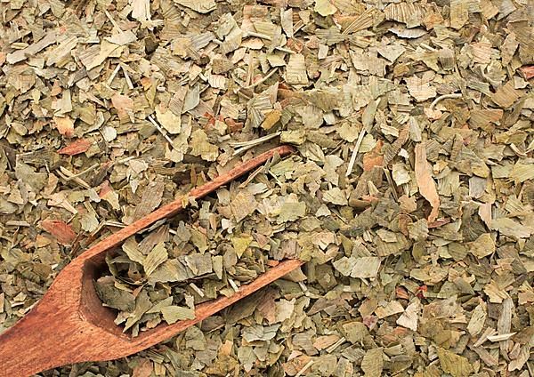 Dried ginkgo,