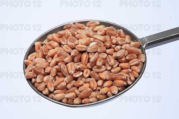 Ripe wheat grains, wheat or common wheat