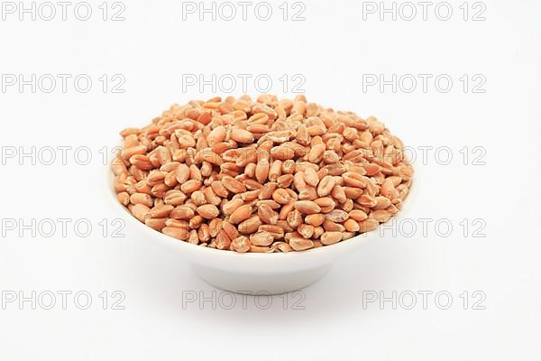 Ripe wheat grains, wheat or common wheat