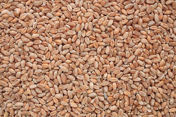 Ripe wheat grains, wheat or common wheat