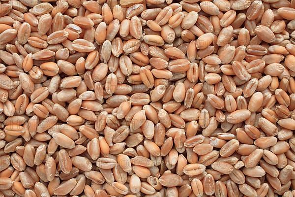 Ripe wheat grains, wheat or common wheat