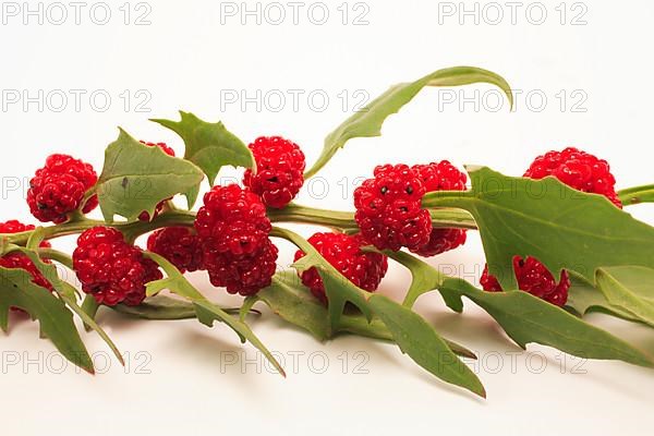 The spiked strawberry spinach,