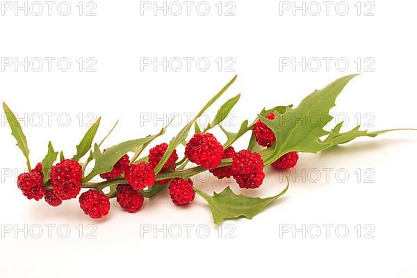 The spiked strawberry spinach,