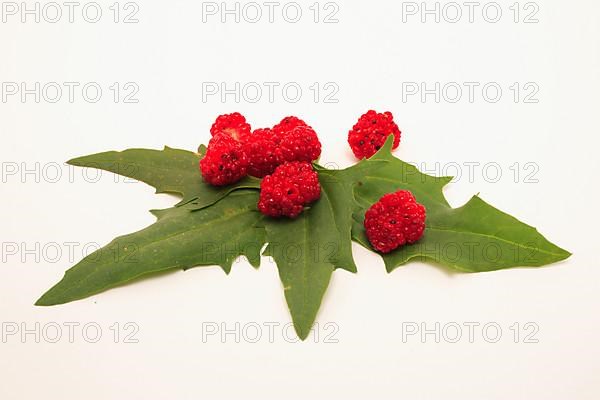 The spiked strawberry spinach,