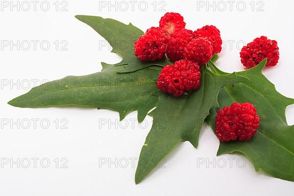 The spiked strawberry spinach,