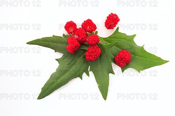 The spiked strawberry spinach,