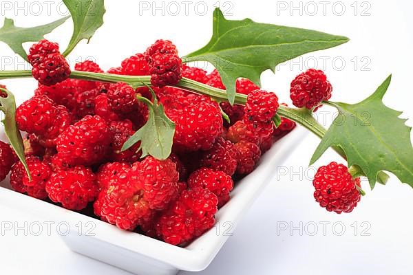 The spiked strawberry spinach,