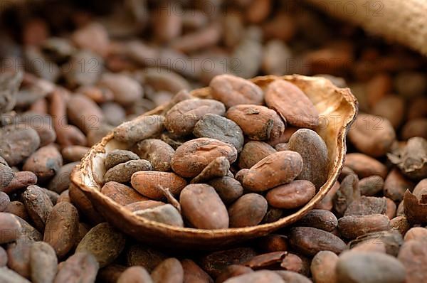 Cocoa beans,