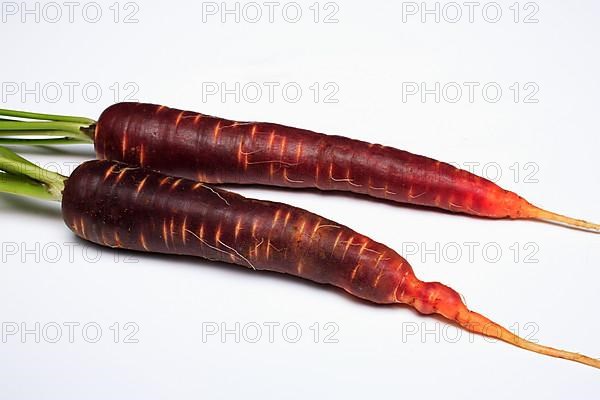 Carrot,