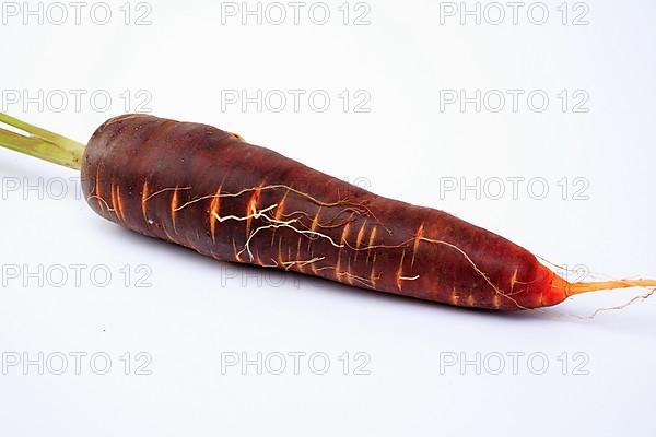 Carrot,