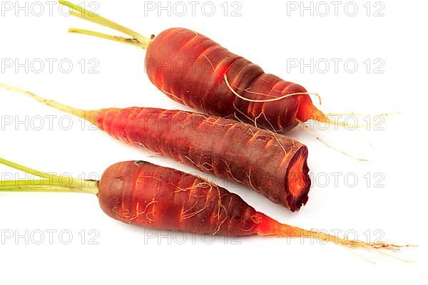 Carrot,