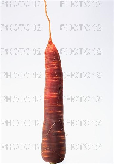 Carrot,