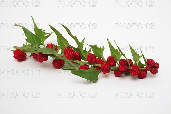 The spiked strawberry spinach,