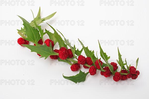 The spiked strawberry spinach,