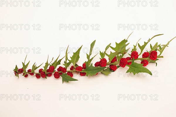 The spiked strawberry spinach,