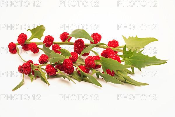 The spiked strawberry spinach,