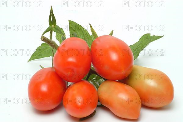 Ripe tomatoes of the variety San Marzano tomatoes, Pomodoro San Marzano dell'Agro Sarnese Nocerino