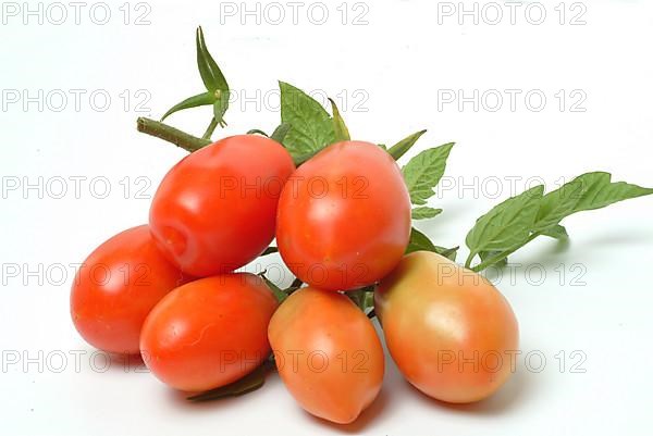 Ripe tomatoes of the variety San Marzano tomatoes, Pomodoro San Marzano dell'Agro Sarnese Nocerino