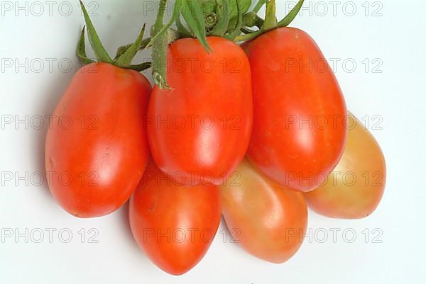 Ripe tomatoes of the variety San Marzano tomatoes, Pomodoro San Marzano dell'Agro Sarnese Nocerino