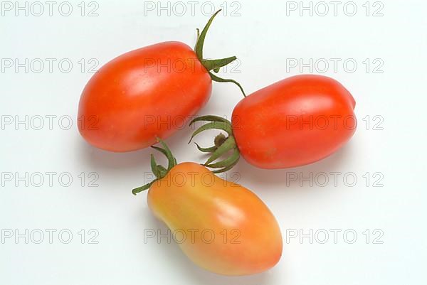 Ripe tomatoes of the variety San Marzano tomatoes, Pomodoro San Marzano dell'Agro Sarnese Nocerino