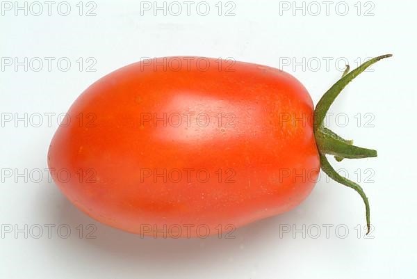 Ripe tomatoes of the variety San Marzano tomatoes, Pomodoro San Marzano dell'Agro Sarnese Nocerino