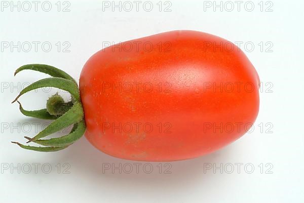 Ripe tomatoes of the variety San Marzano tomatoes, Pomodoro San Marzano dell'Agro Sarnese Nocerino