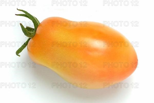 Ripe tomatoes of the variety San Marzano tomatoes, Pomodoro San Marzano dell'Agro Sarnese Nocerino