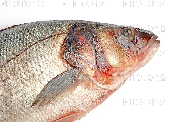 Edible fish gilt-head sea bream,