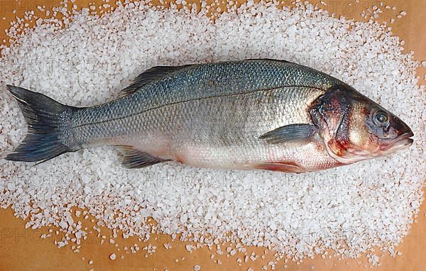 Preparation, edible fish gilt-head sea bream