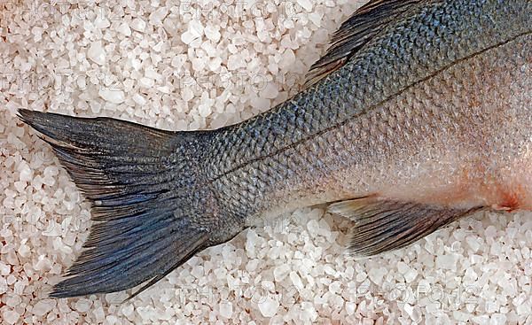 Preparation, edible fish gilt-head sea bream