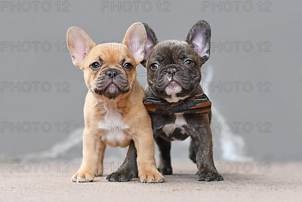 Pair of red fawn and chocolate brindle colored French Bulldog dog puppies with 7 weeks standing in front of gray wall,