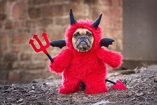 French Bulldog dog with red Halloween devil costume wearing a fluffy full body suit with fake arms holding pitchfork, with devil tail