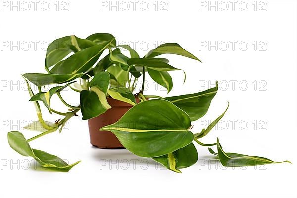 Tropical Philodendron Hederaceum Scandens Brasil creeper house plant with yellow stripes isolated on white background,