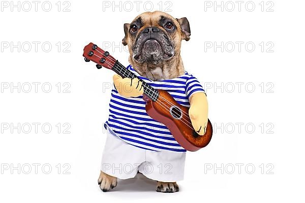 French Bulldog dog dressed up as guitar player wearing a costume with striped shirt, pants and fake arms holding a guitar