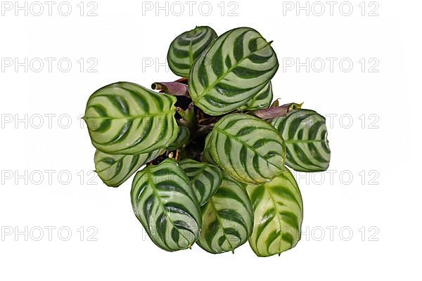Top view of tropical Ctenanthe Burle Marxii house plant with exotic stripe pattern on leaves in flower pot isolated on white background,