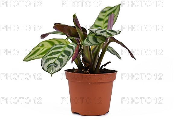 Tropical Ctenanthe Burle Marxii house plant with exotic stripe pattern on leaves in flower pot on white background,